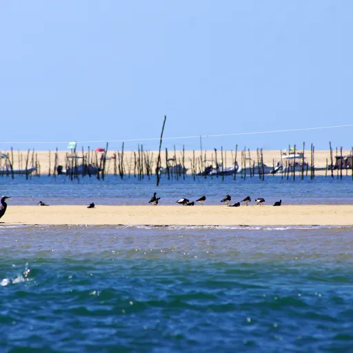 Interview de Benoit DUMEAU de Réserve Naturelle Nationale du Banc d'Arguin : Préserver les espaces naturels littoraux : les enjeux d’une réserve nationale