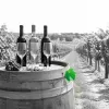 Entre-deux-Mers rouge, Médoc blanc, claret : Bordeaux joue ses nouvelles cartes