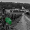 Chemin des Graves : une escapade élégante entre vignes, forêts et villages au sud de Bordeaux