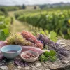 Un art de voyager sur la route des vins dans le bordelais