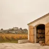 Vendanges à Saint-Émilion et en Cognac : le calendrier, les chais ouverts, les fêtes de la vigne